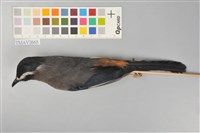 藏品(白耳畫眉)的圖片